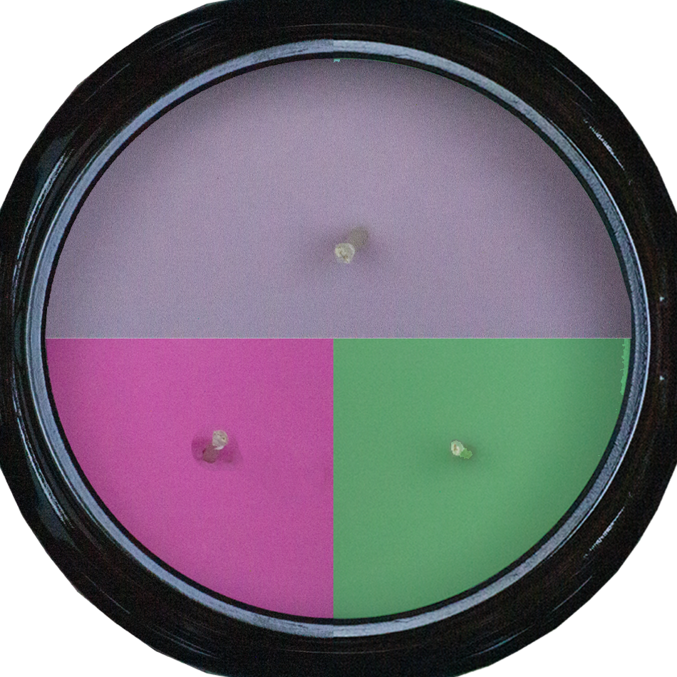 3-Wick Candle showing multiple colours